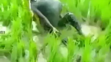 Worker sees Indian lovers who are going to have sex on the field